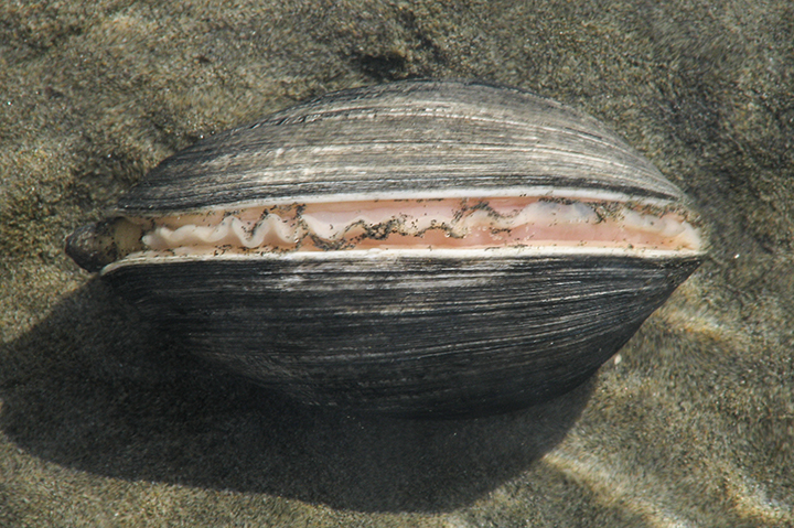 Friends of Netarts Bay Watershed, Estuary, Beach, and Sea - WEBS